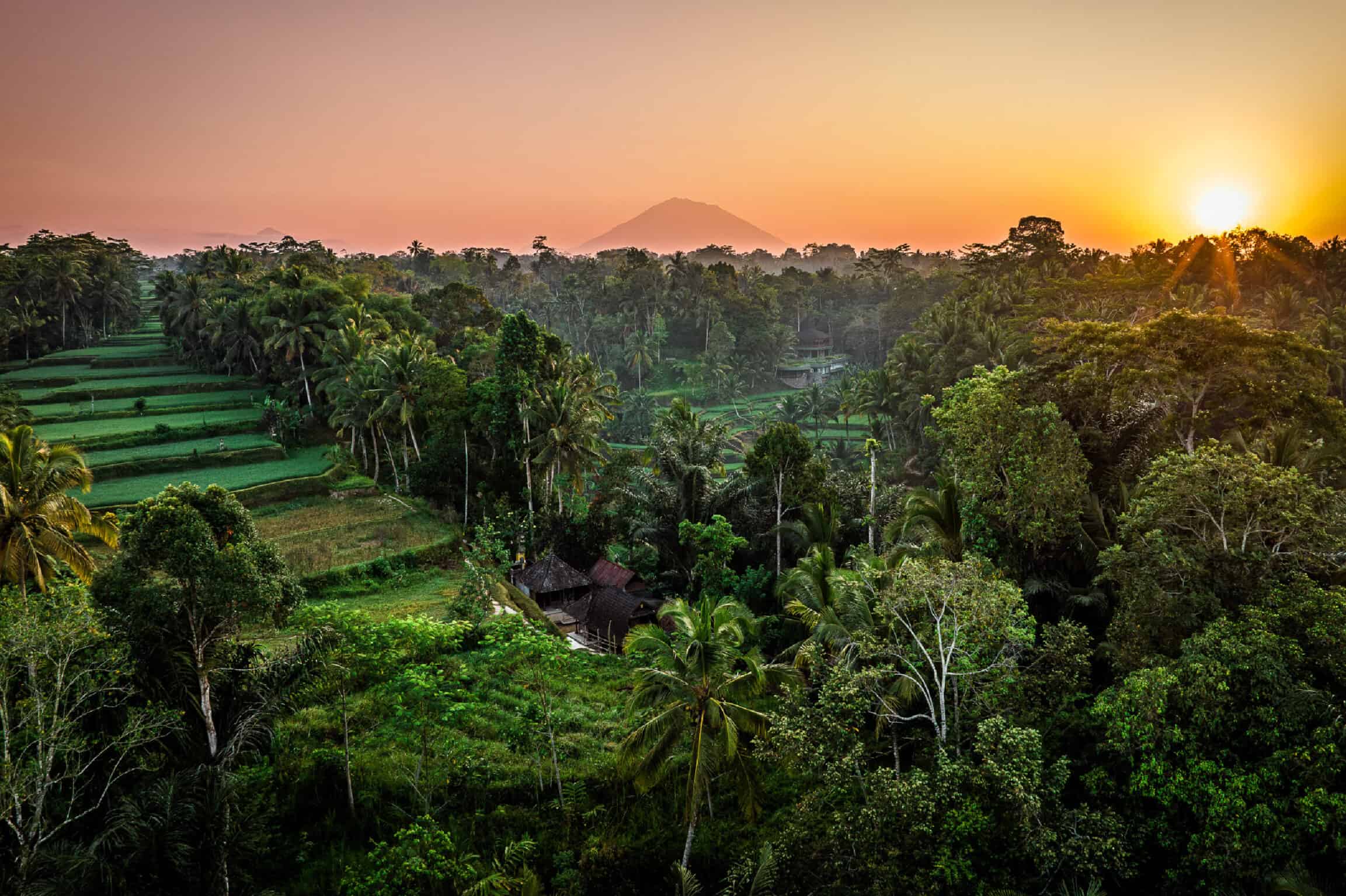 Bali Sunset Rainforest Ubut