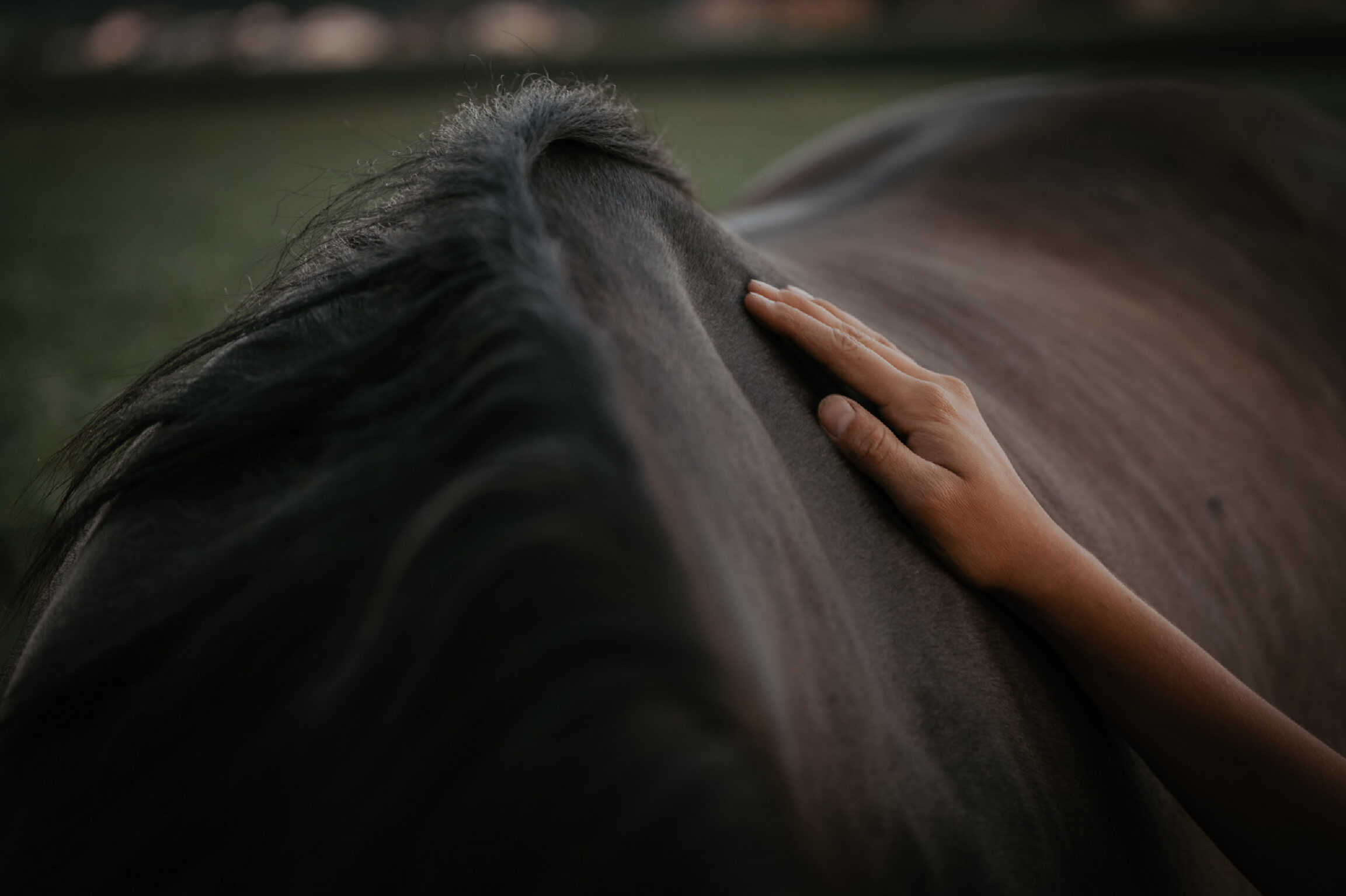 Pferd mit Hand auf dem Rücken